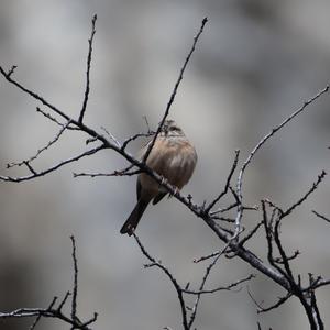 Rock Bunting