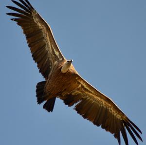 Griffon Vulture