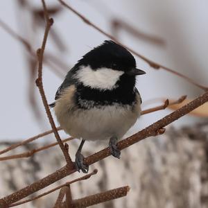 Coal Tit