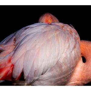 Greater Flamingo