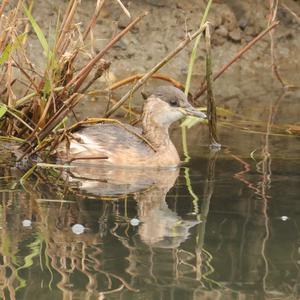 Little Grebe