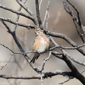 Eurasian Linnet