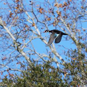 Wood Duck