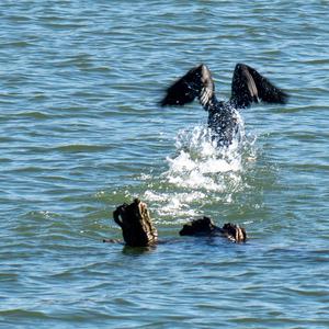 Great Cormorant