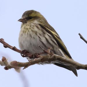 Eurasian Siskin