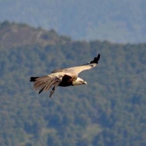 Griffon Vulture