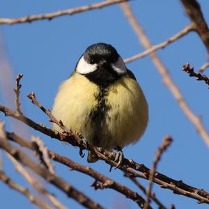 Great Tit