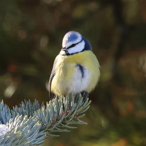 Blue Tit