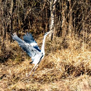 Grey Heron