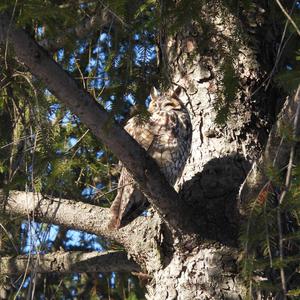 Long-eared Owl