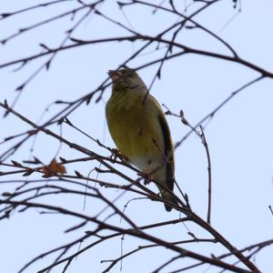 European Greenfinch