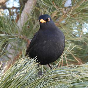 Eurasian Blackbird