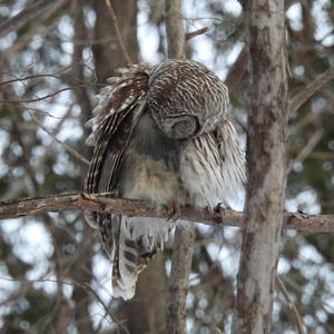 Barred Owl