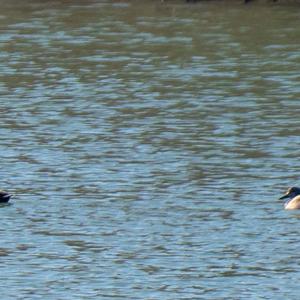 Eurasian Wigeon