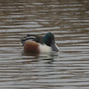 Northern Shoveler