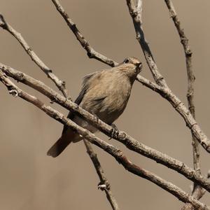 Black Redstart