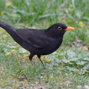 Eurasian Blackbird