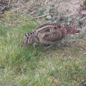 Eurasian Woodcock