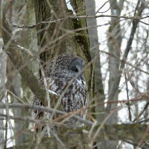 Great Grey Owl