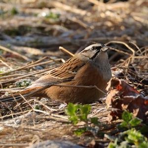 Rock Bunting