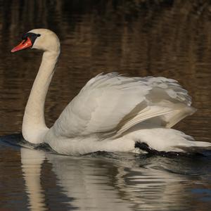 Höckerschwan