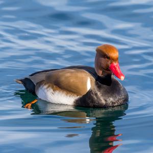 Red-crested Pochard