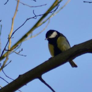 Great Tit