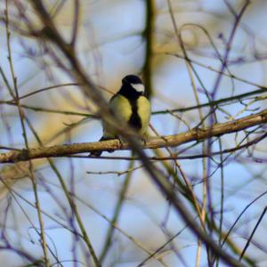 Great Tit