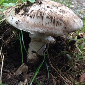 Clustered Mushroom