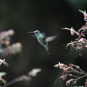 Green-and-white Hummingbird