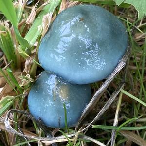 Blue-green Stropharia