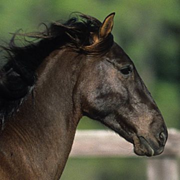 Florida Cracker Horse