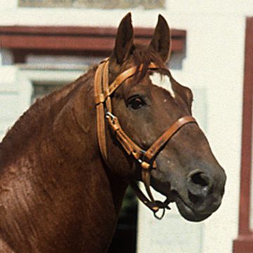 Frederiksborg Horse