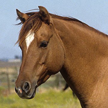 Galiceno-Pony
