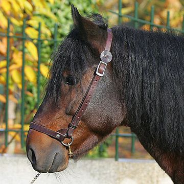 Galizisches Pony