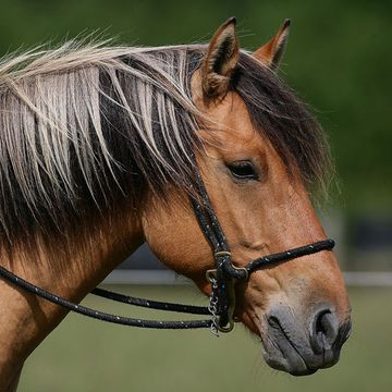 Henson Pferd