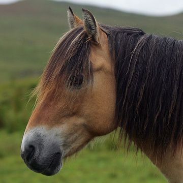 Highland-Pony