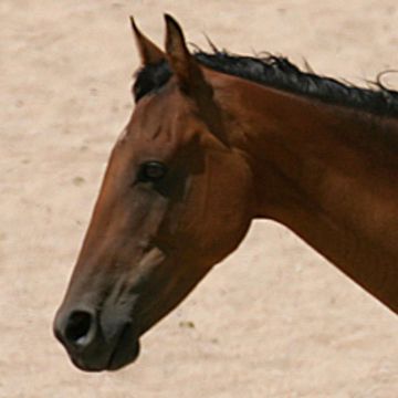Namib-Pferde